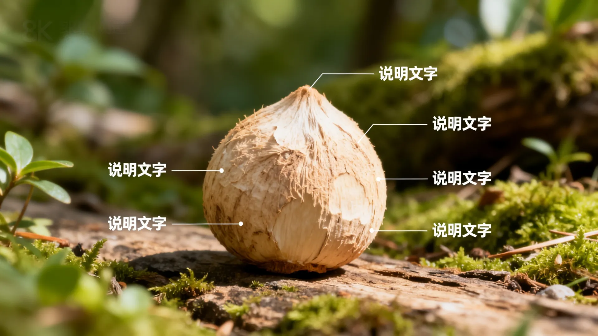 安卓全球开发者大会什么时候开始，2026发布会直播在哪里看