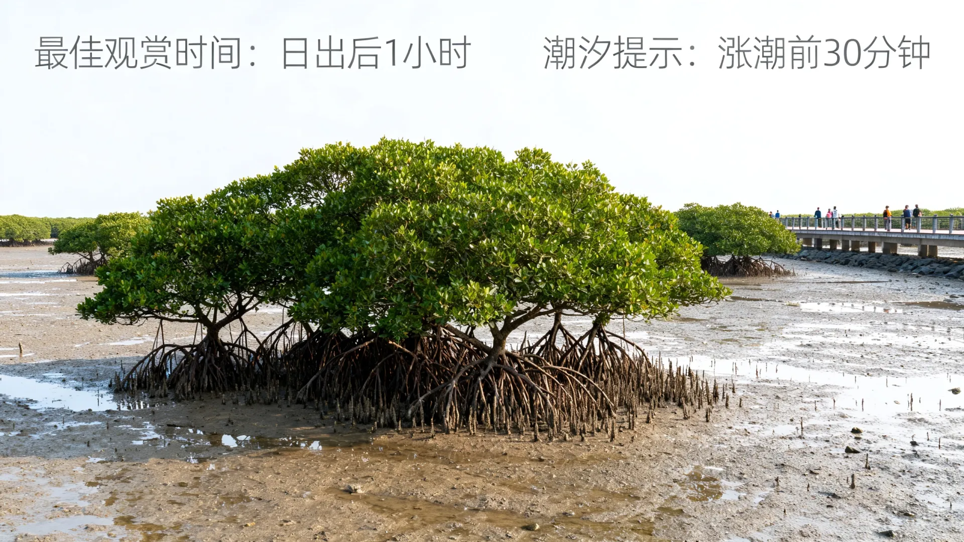 开发区红树林